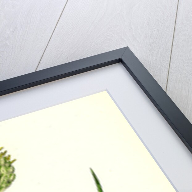 Phalaris Canariensis Canary-Grass by Anonymous