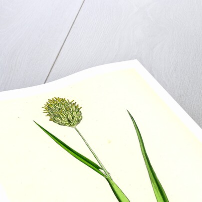 Phalaris Canariensis Canary-Grass by Anonymous