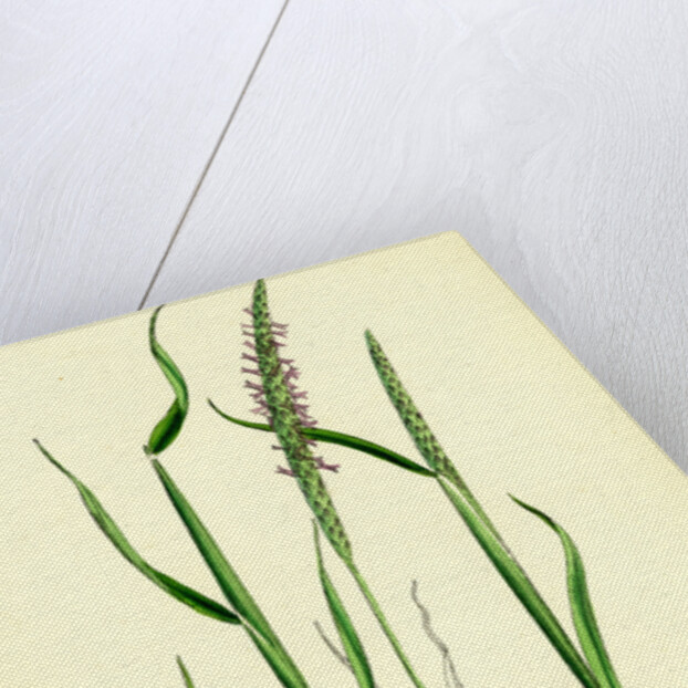 Alopecurus Agrestis Slender Fox-Tail-Grass by Anonymous