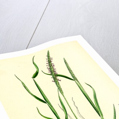 Alopecurus Agrestis Slender Fox-Tail-Grass by Anonymous