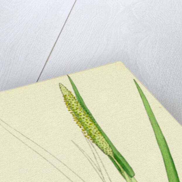 Alopecurus Fulvus Orange Anthered Fox-Tail-Grass by Anonymous