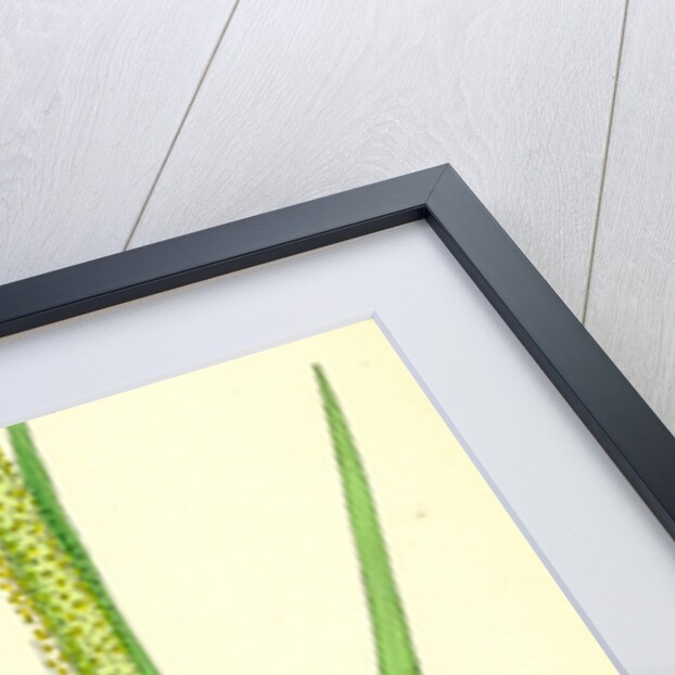 Alopecurus Fulvus Orange Anthered Fox-Tail-Grass by Anonymous