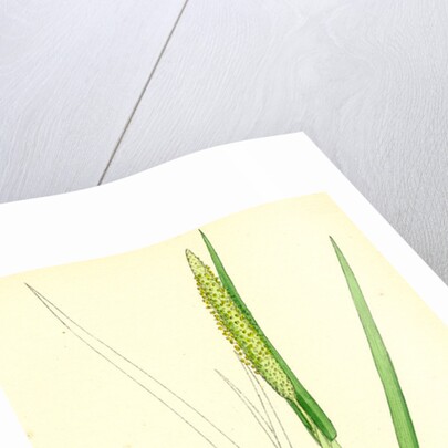 Alopecurus Fulvus Orange Anthered Fox-Tail-Grass by Anonymous