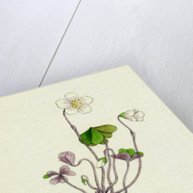 Oxalis Acetosella Wood Sorrel by Anonymous