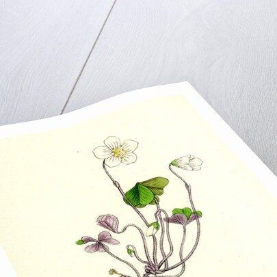 Oxalis Acetosella Wood Sorrel by Anonymous