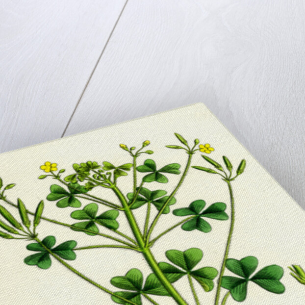 Oxalis Stricta Upright Yellow Sorrel by Anonymous