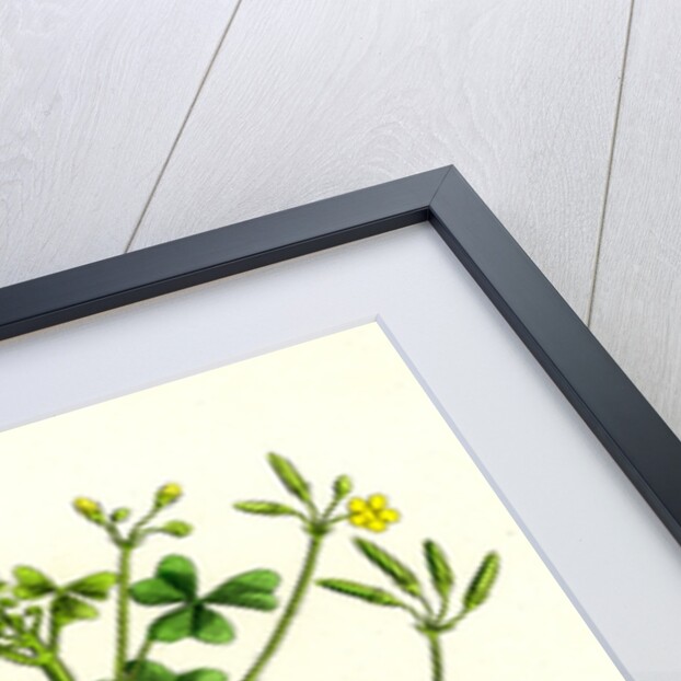 Oxalis Stricta Upright Yellow Sorrel by Anonymous