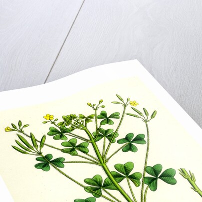 Oxalis Stricta Upright Yellow Sorrel by Anonymous