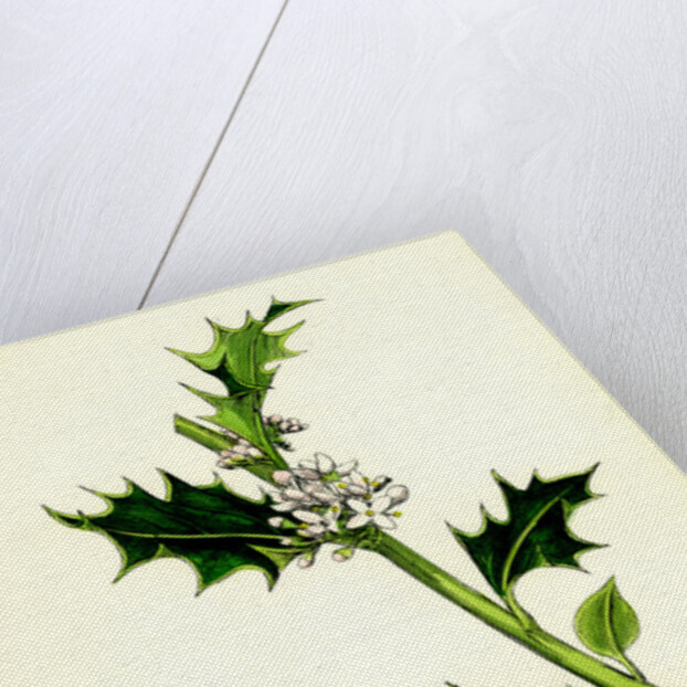 Ilex Aquifolium Common Holly by Anonymous