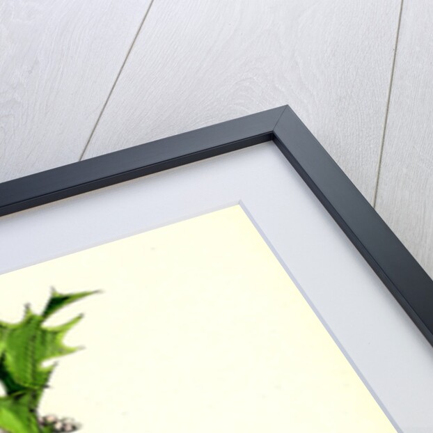 Ilex Aquifolium Common Holly by Anonymous