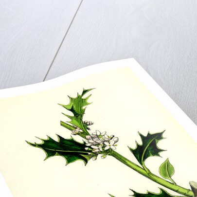 Ilex Aquifolium Common Holly by Anonymous