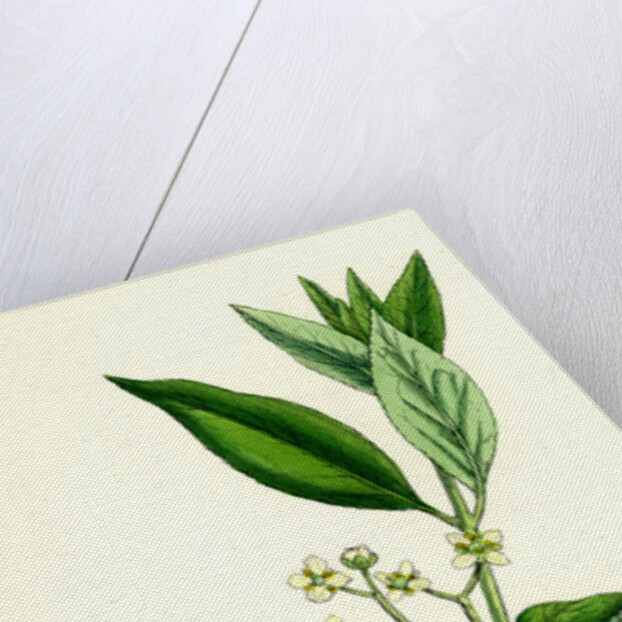 Euonynius Europeus Spindle Tree by Anonymous