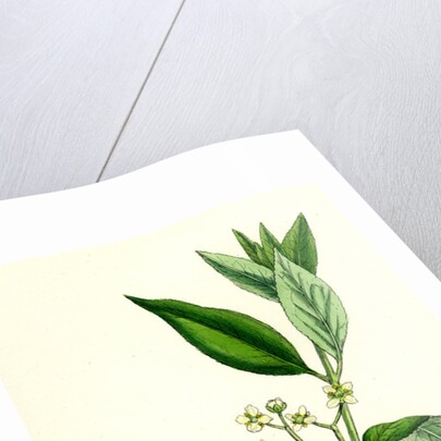 Euonynius Europeus Spindle Tree by Anonymous