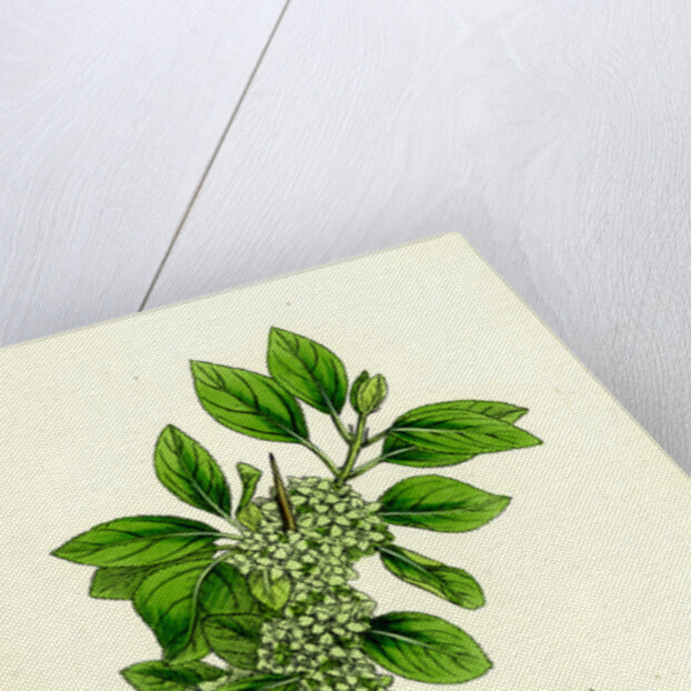 Rhamnus Catharticus Purging Buckthorn by Anonymous