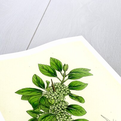 Rhamnus Catharticus Purging Buckthorn by Anonymous