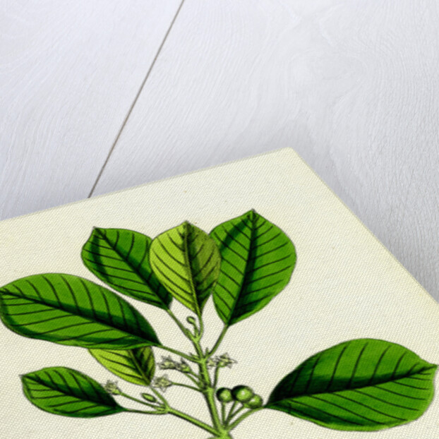 Rhamnus Frangula Berry-Bearing Alder by Anonymous