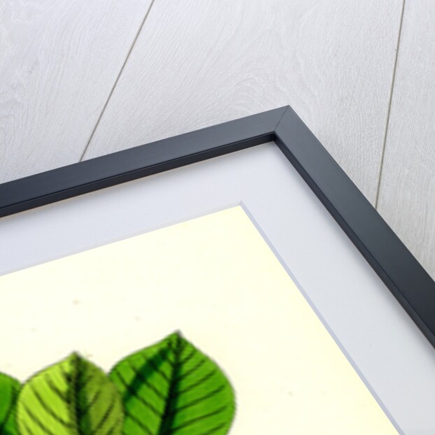 Rhamnus Frangula Berry-Bearing Alder by Anonymous