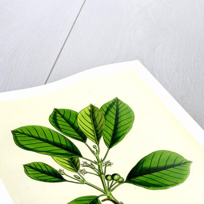 Rhamnus Frangula Berry-Bearing Alder by Anonymous