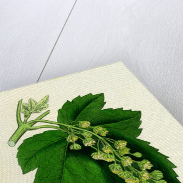 Acer Pseudo-Platanus Sycamore by Anonymous