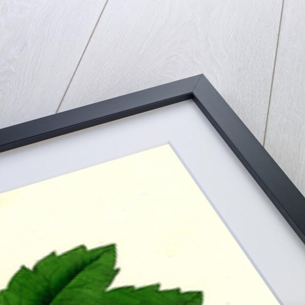 Acer Pseudo-Platanus Sycamore by Anonymous