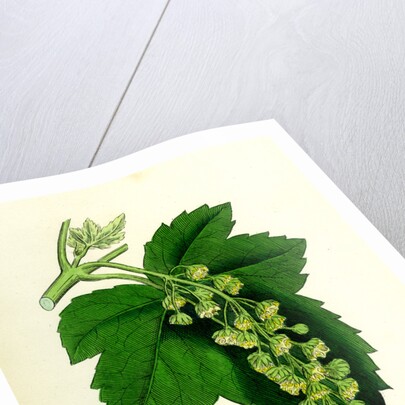 Acer Pseudo-Platanus Sycamore by Anonymous