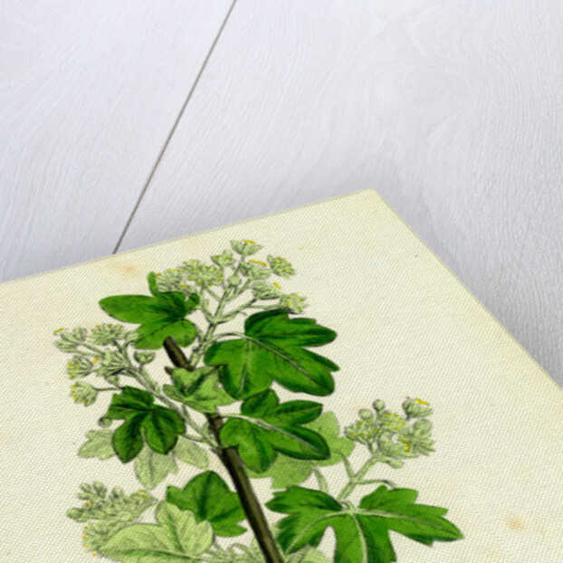 Acer Campestre Common Maple by Anonymous