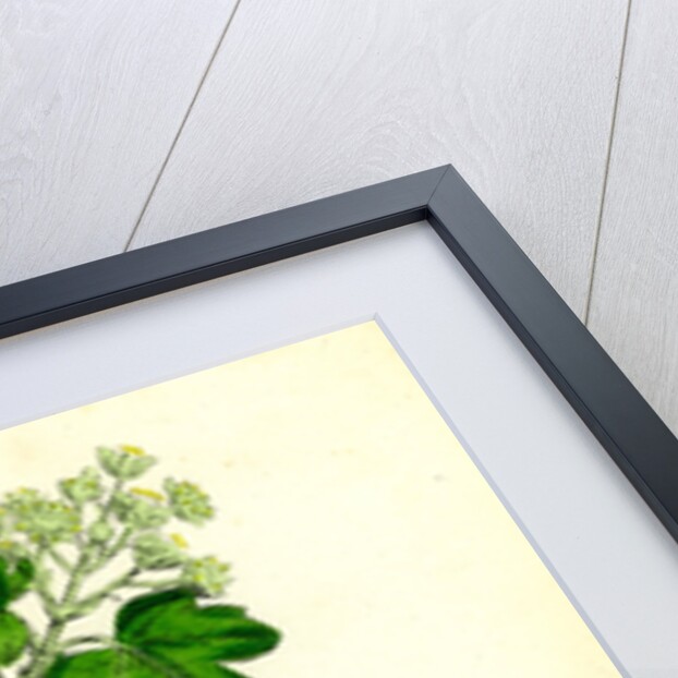 Acer Campestre Common Maple by Anonymous