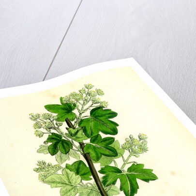 Acer Campestre Common Maple by Anonymous