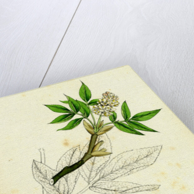 Staphylea Pinnata Common Bladder-Nut by Anonymous