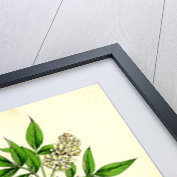 Staphylea Pinnata Common Bladder-Nut by Anonymous