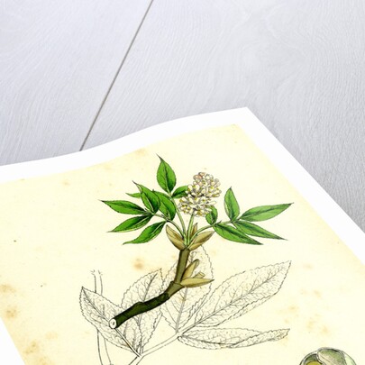 Staphylea Pinnata Common Bladder-Nut by Anonymous