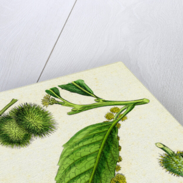 Castanea Vulgaris Sweet Chestnut by Anonymous