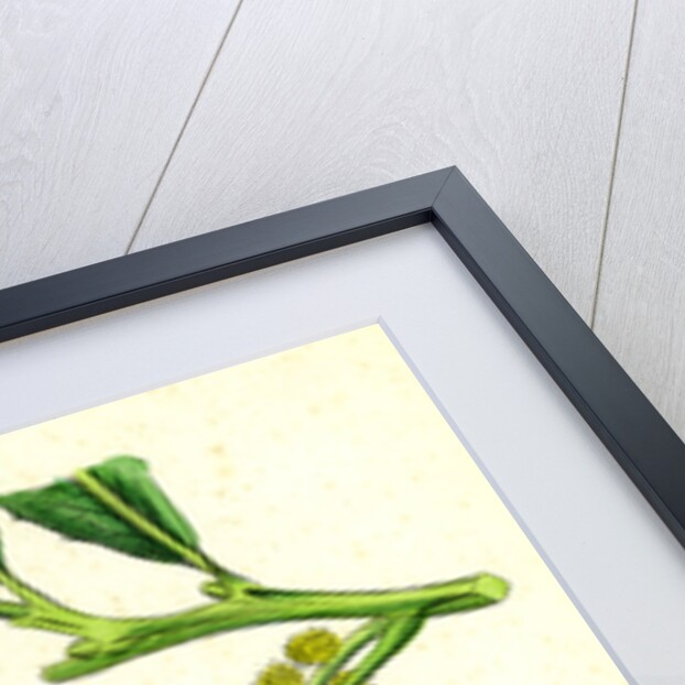 Castanea Vulgaris Sweet Chestnut by Anonymous