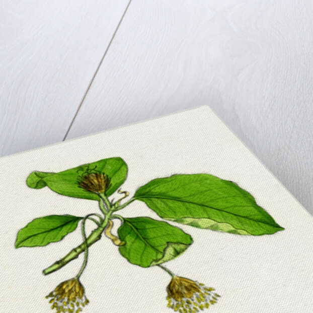 Fagus Sylvatica Common Beech by Anonymous