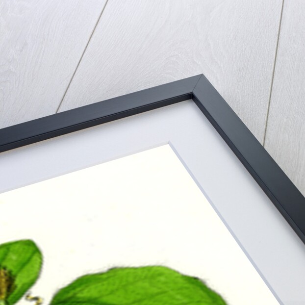 Fagus Sylvatica Common Beech by Anonymous