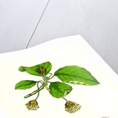 Fagus Sylvatica Common Beech by Anonymous