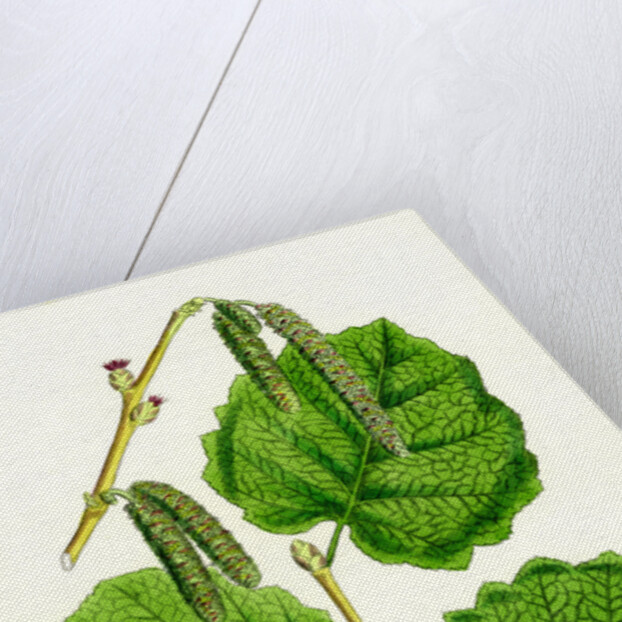 Corylus Avellana Hazel by Anonymous