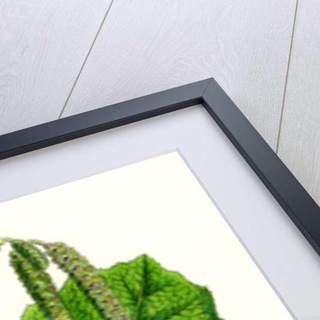 Corylus Avellana Hazel by Anonymous