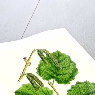 Corylus Avellana Hazel by Anonymous