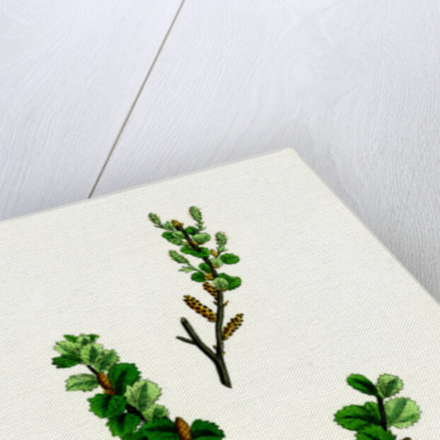 Betula Nana Dwarf Birch by Anonymous