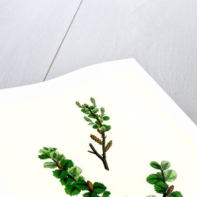 Betula Nana Dwarf Birch by Anonymous