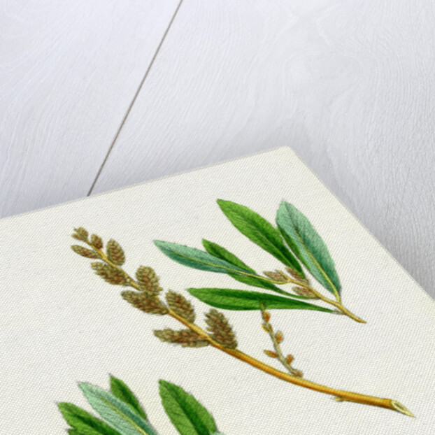 Myrica Gale Bog-Myrtle by Anonymous