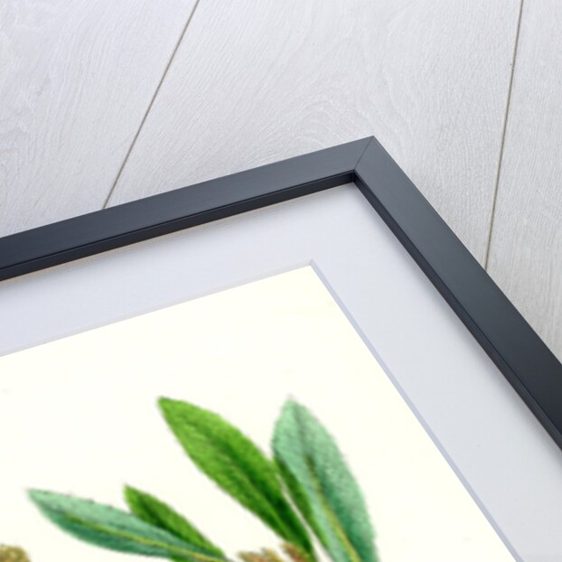 Myrica Gale Bog-Myrtle by Anonymous