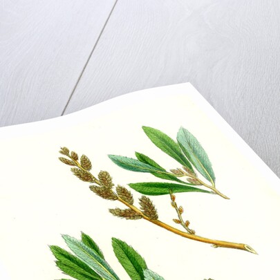 Myrica Gale Bog-Myrtle by Anonymous