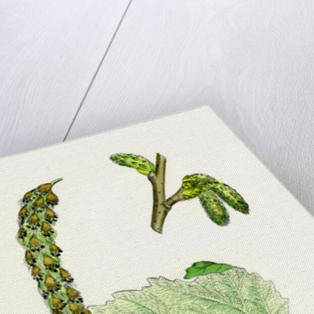 Populus Eu-Alba White Poplar by Anonymous