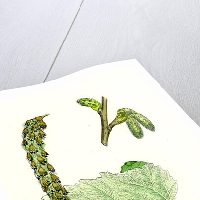 Populus Eu-Alba White Poplar by Anonymous