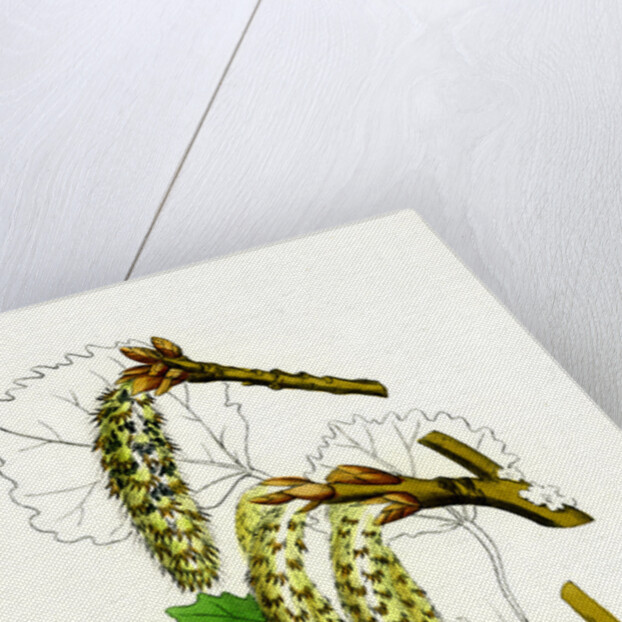 Populus Tremula Aspen by Anonymous