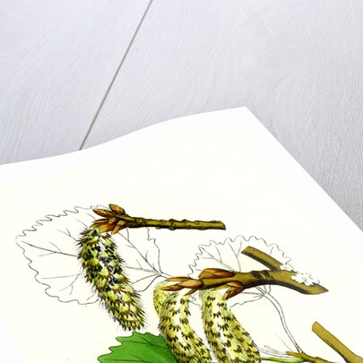 Populus Tremula Aspen by Anonymous