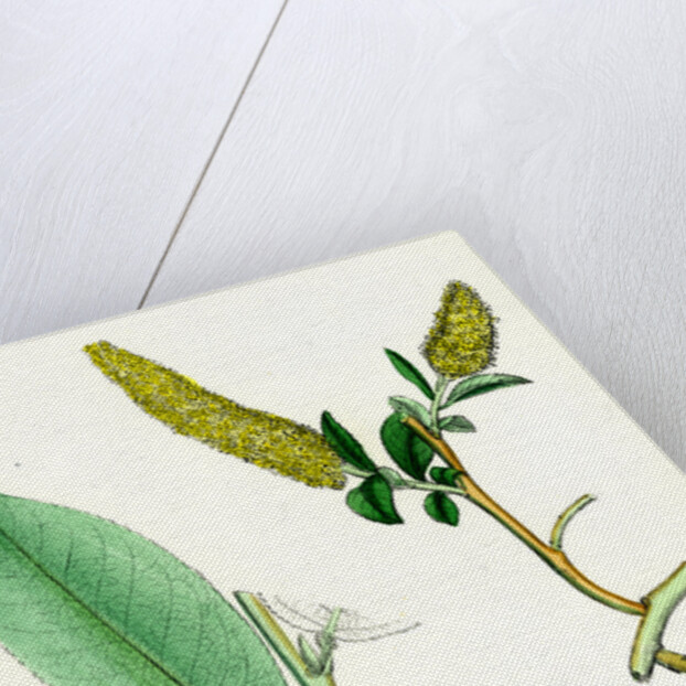 Salix Pentandra Bay-Leaved Willow by Anonymous