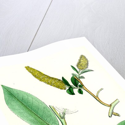 Salix Pentandra Bay-Leaved Willow by Anonymous